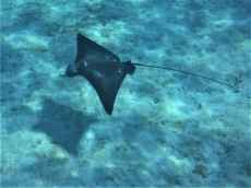 Spotted eagleray